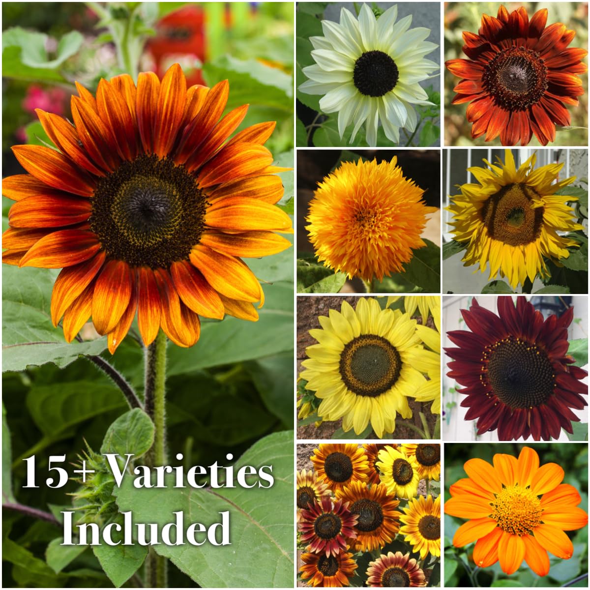 Variety of flowers grown from Seed Needs butterfly garden seeds