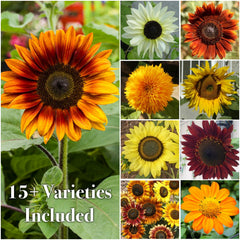 Variety of flowers grown from Seed Needs butterfly garden seeds