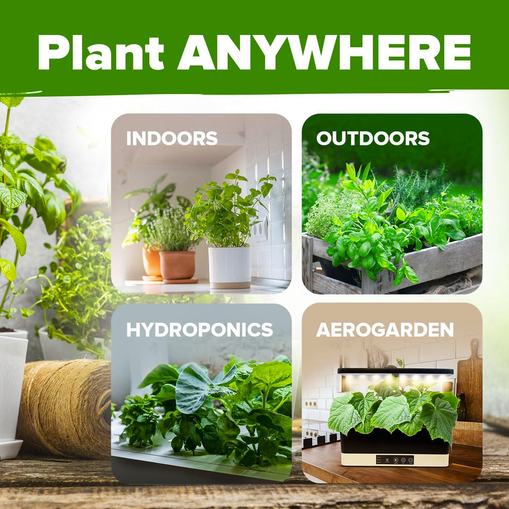 Variety of herb seeds included in HOME GROWN pack