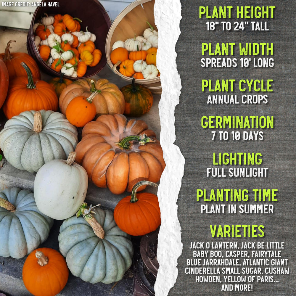 Variety of pumpkins grown from Spooky Mix seeds