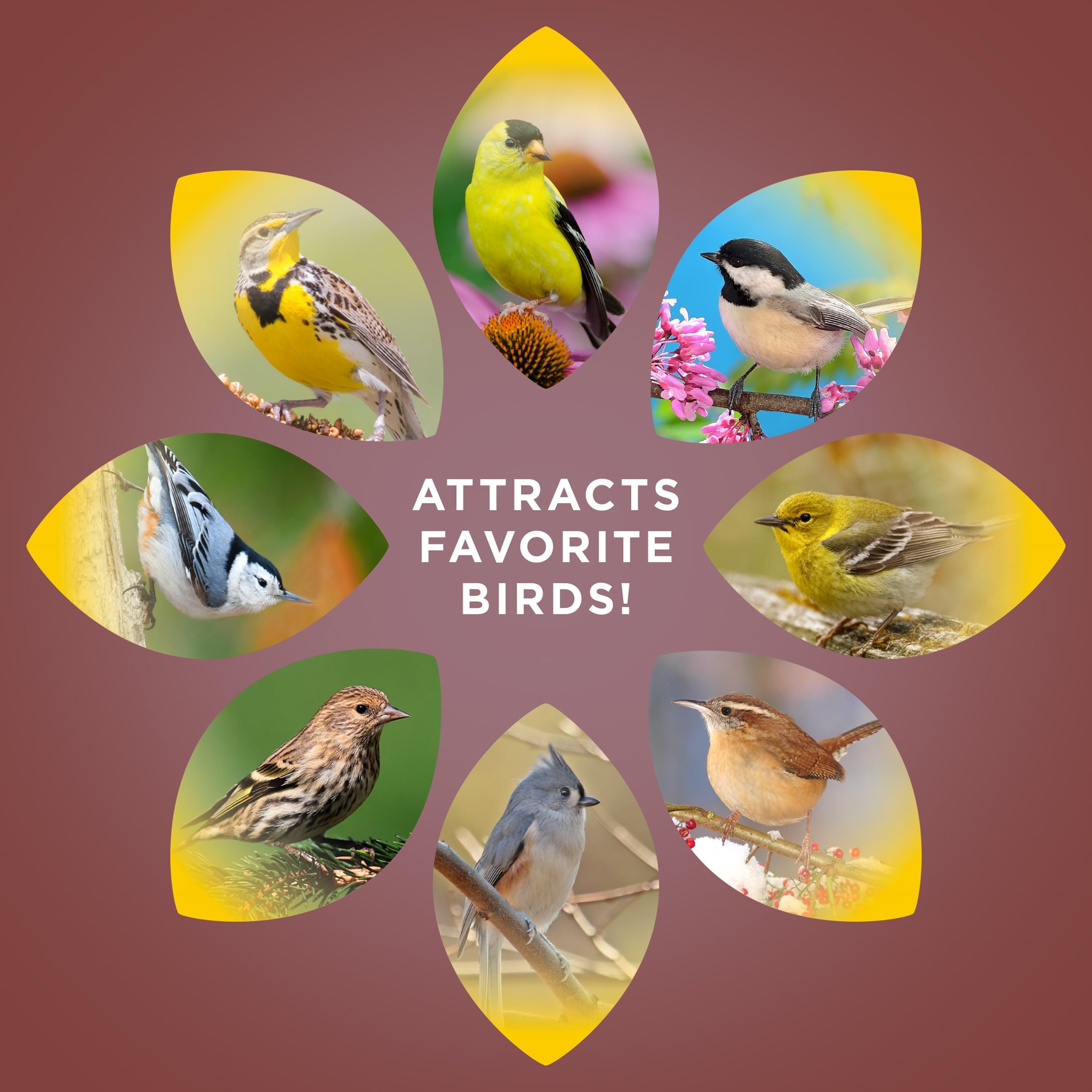 Various birds attracted to Audubon Park sunflower chips