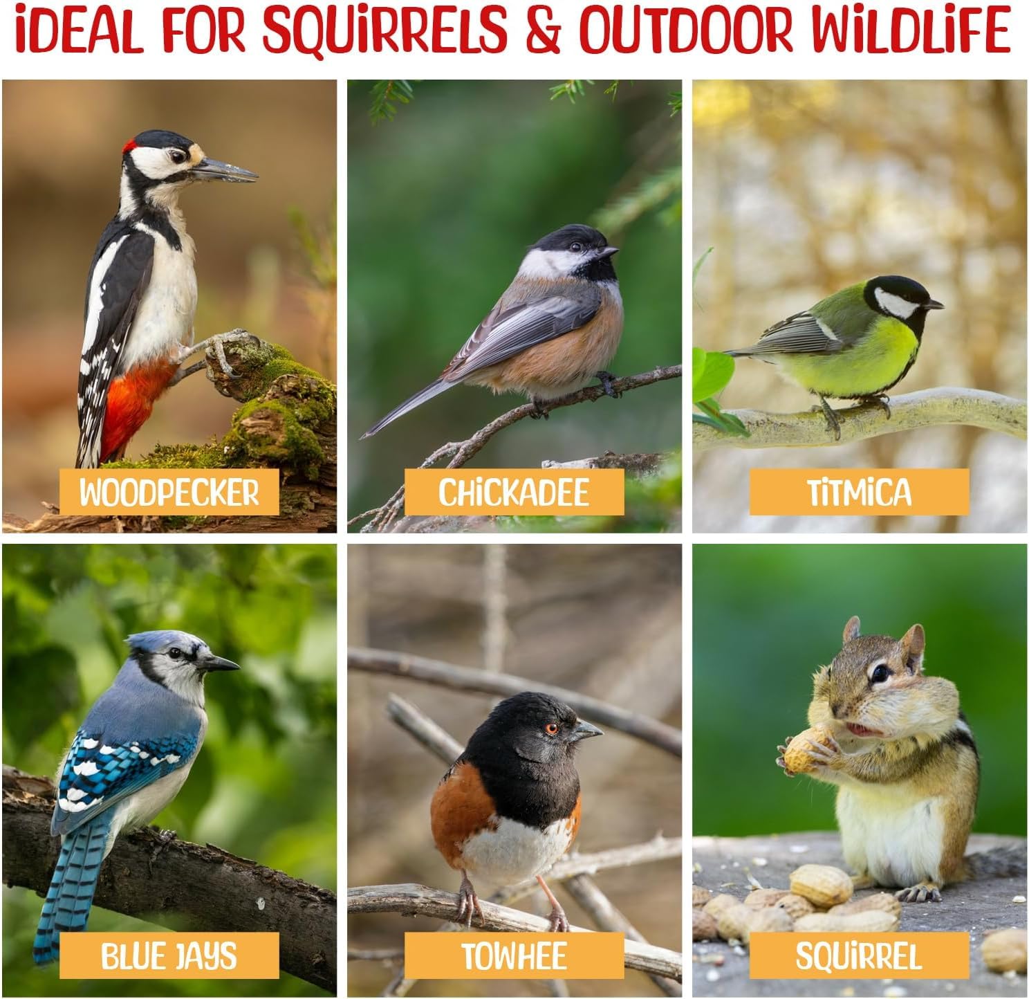 Various birds enjoying Sneaky Mango raw shelled peanuts