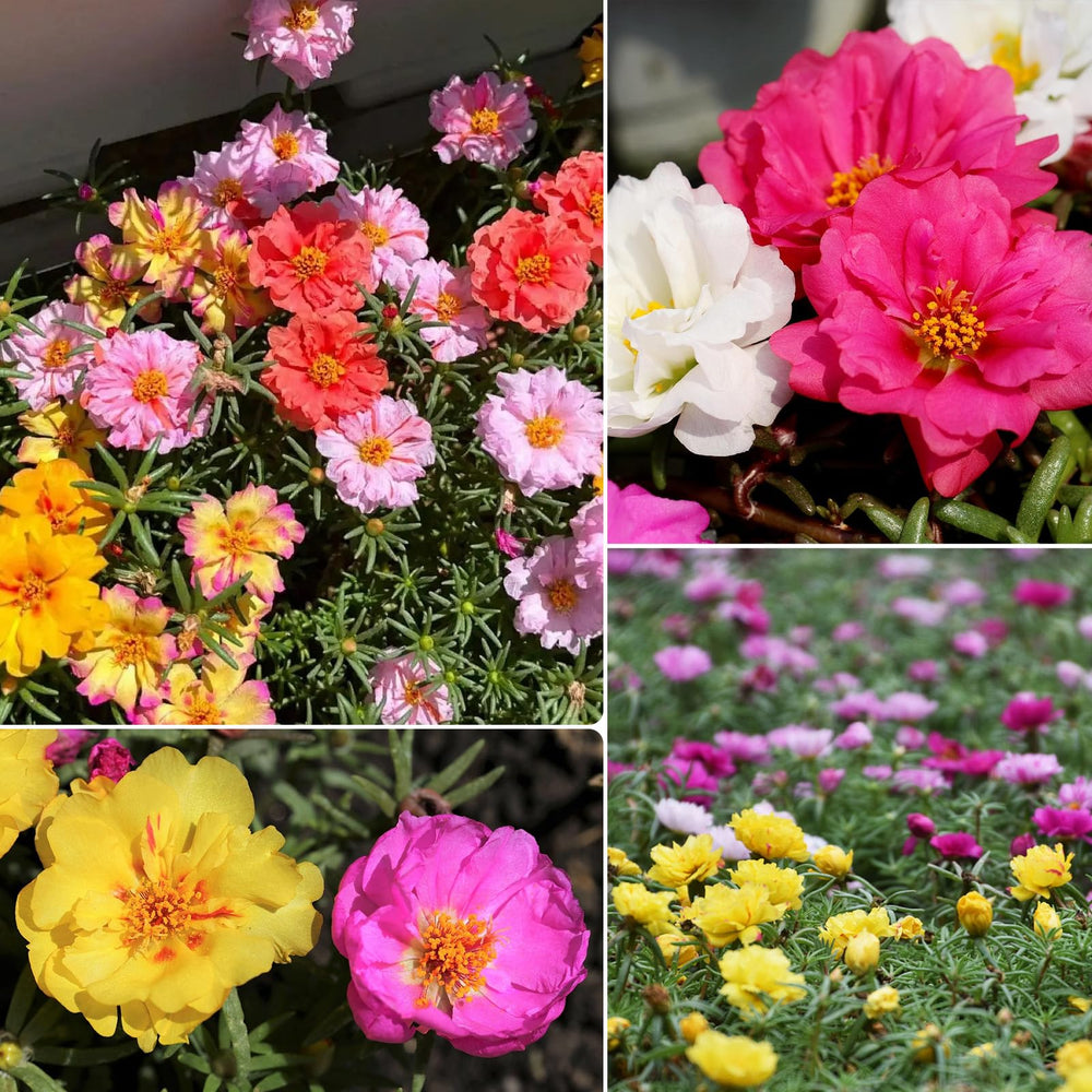 Various colours of Moss Rose flowers blooming together