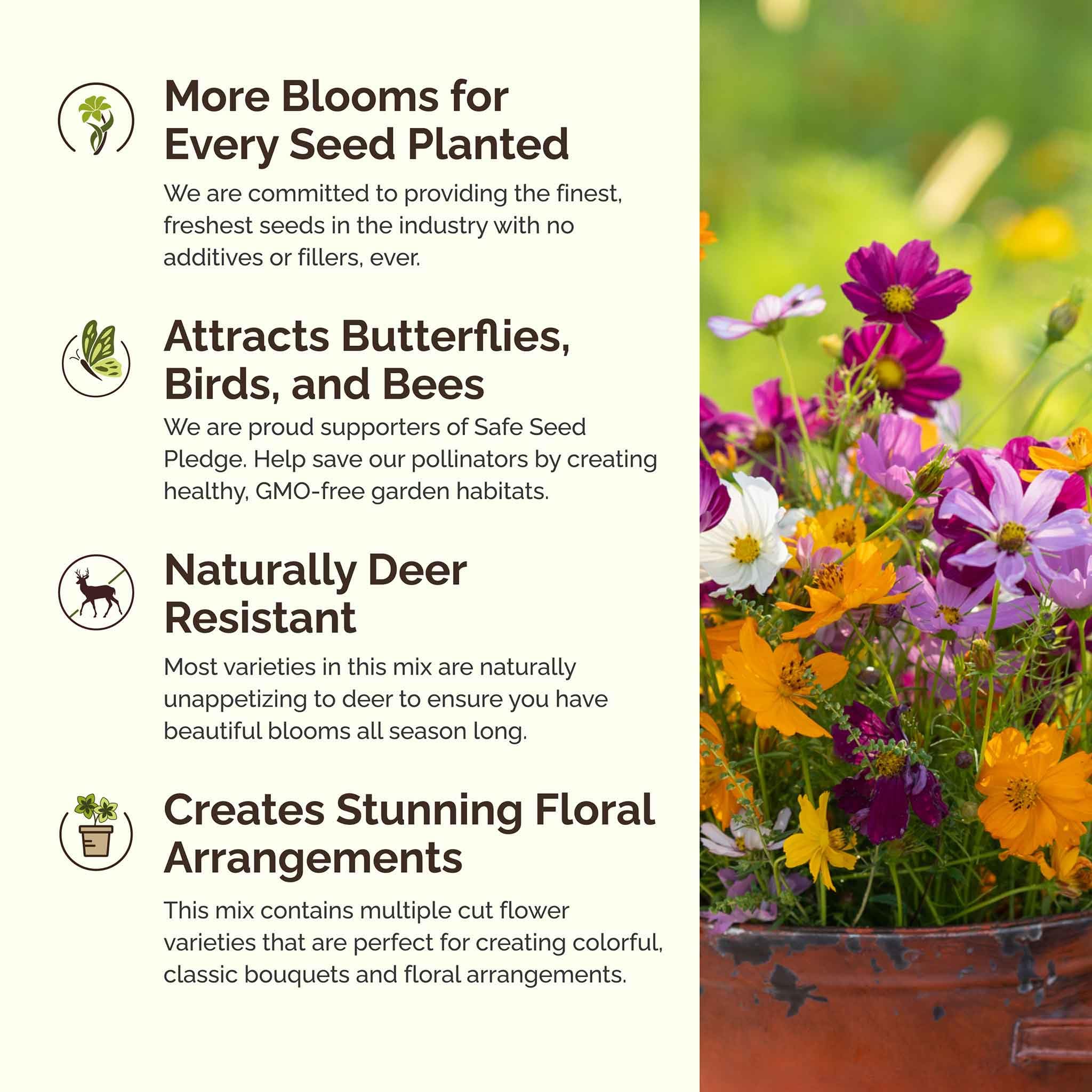 Various flowers from Eden Brothers wildflower mix in bloom