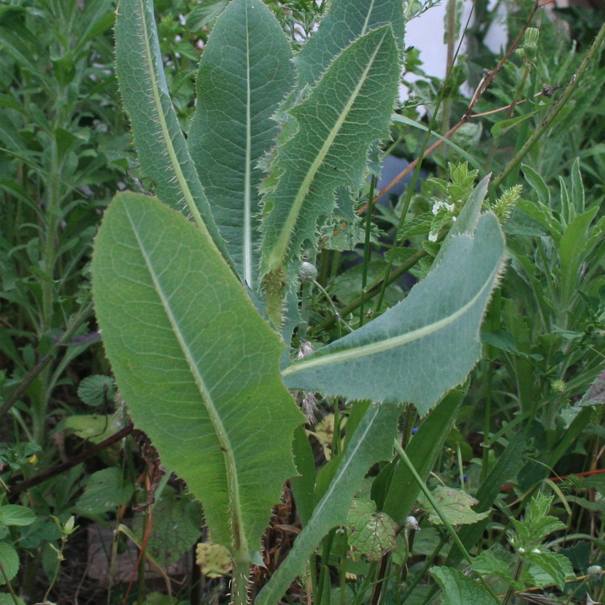 Various herbs including Wild Lettuce in a home apothecary