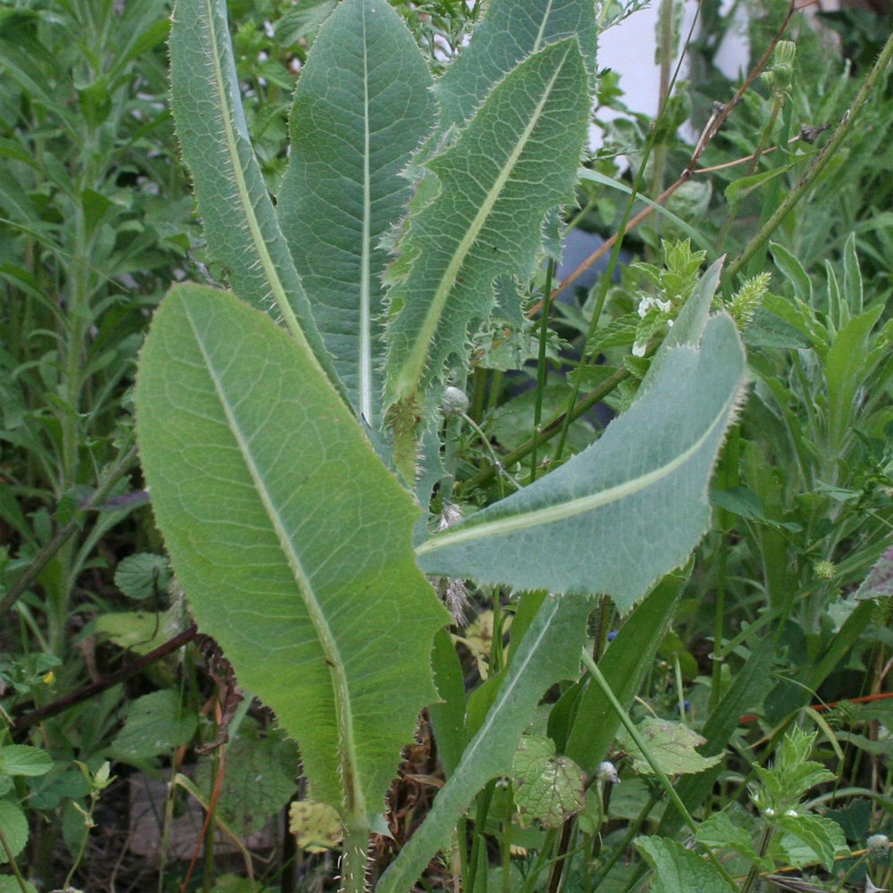 Various herbs including Wild Lettuce in a home apothecary