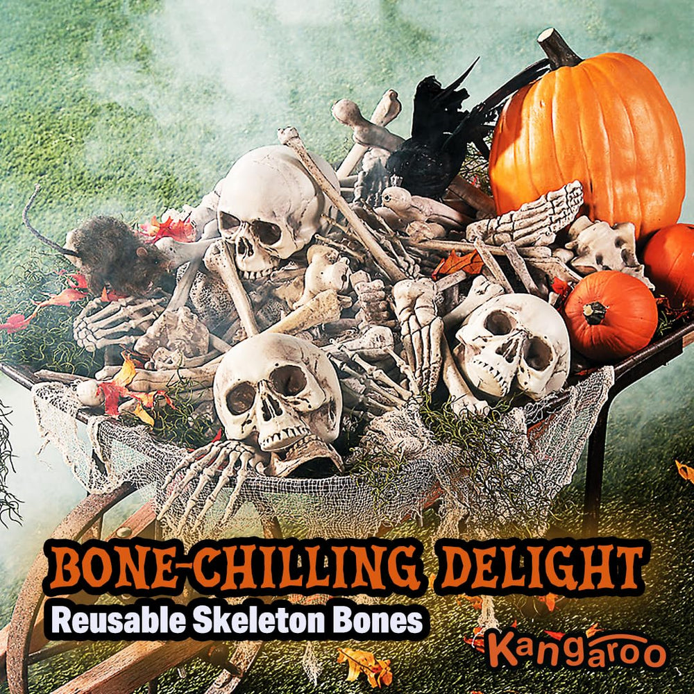 Various sizes of Kangaroo skeleton bones on grass
