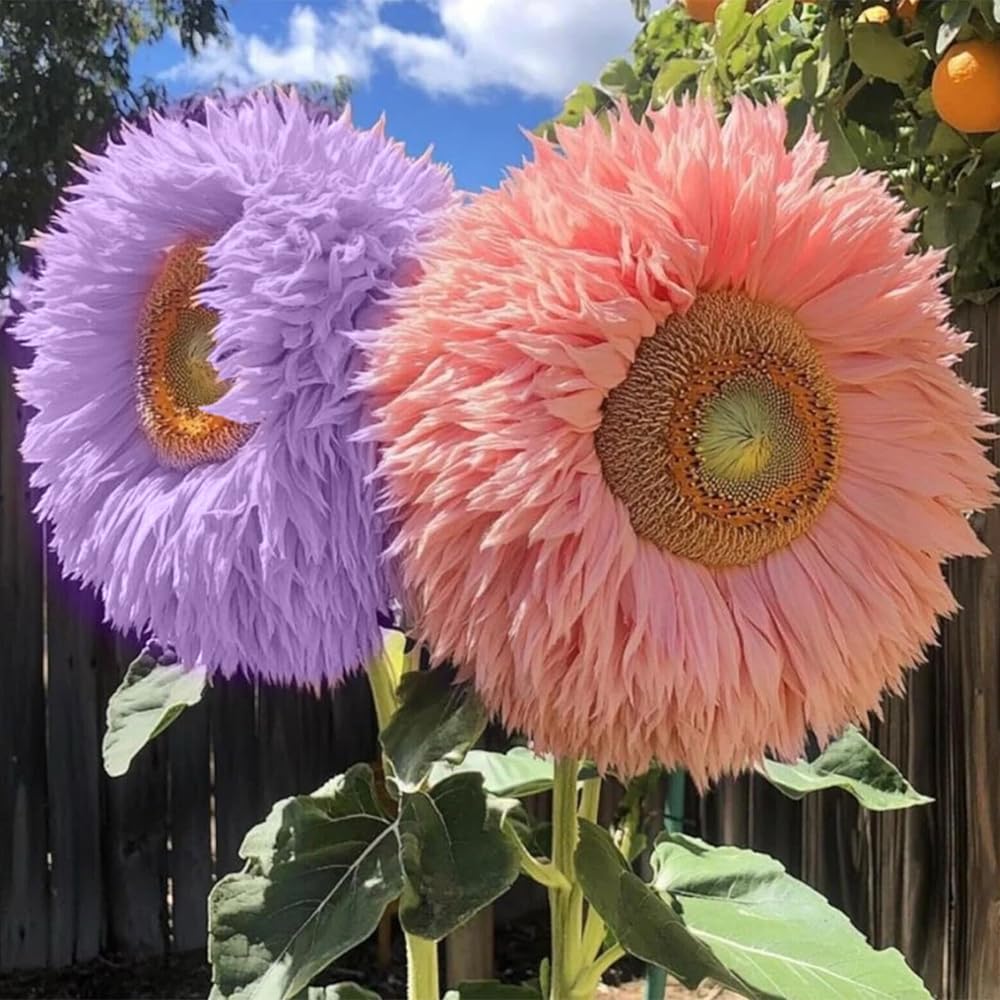 Various stages of growth of Teddy Bear Sunflowers