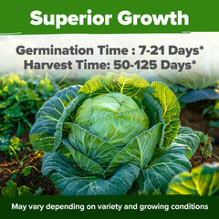 Various types of cabbage seedlings growing in a garden