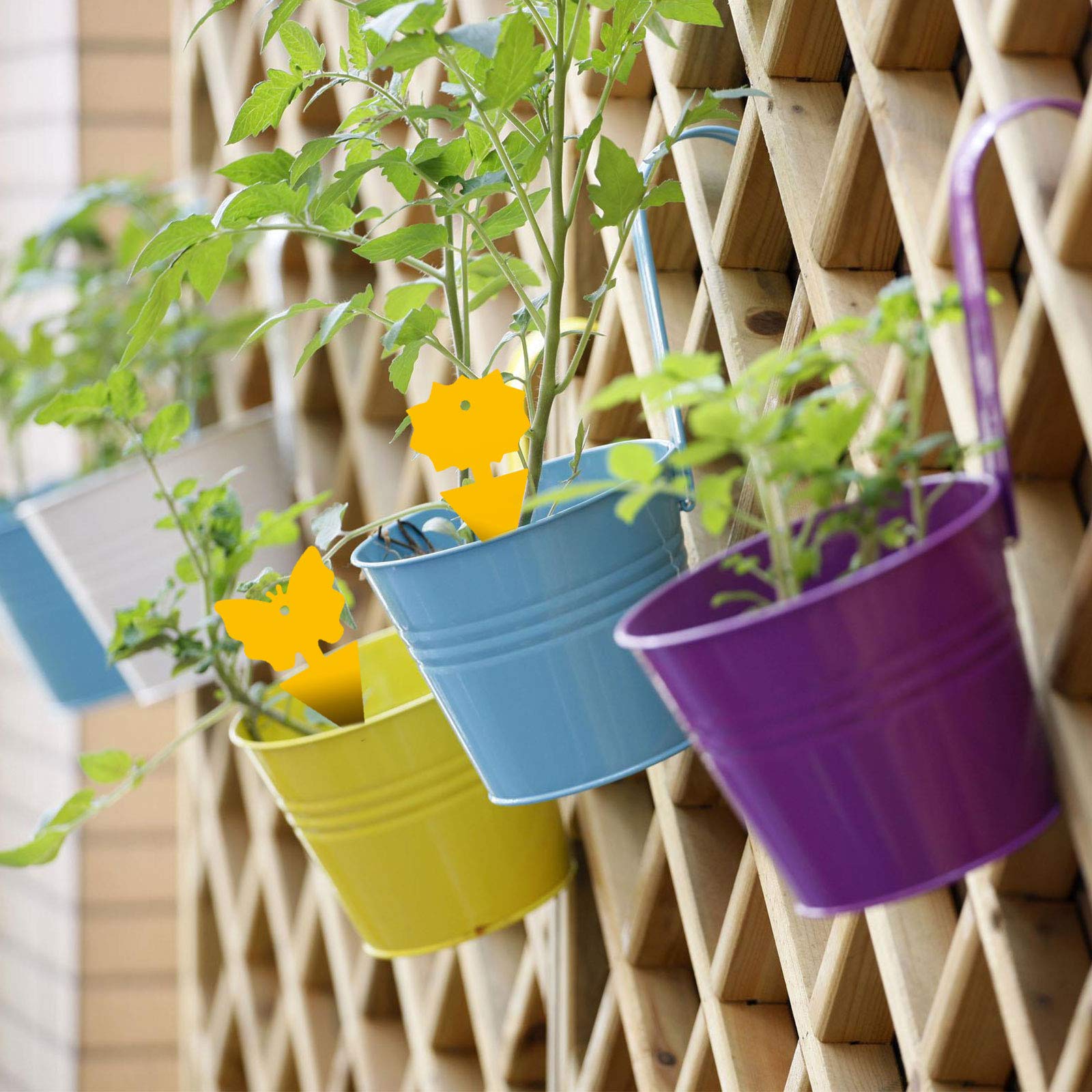Various uses of USKICH Fruit Fly Sticky Traps in gardens