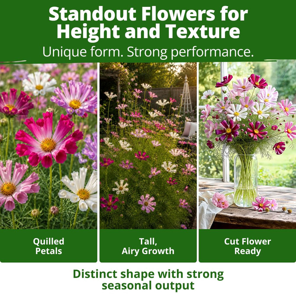 Vase arrangement of Sea Shells Cosmos flowers