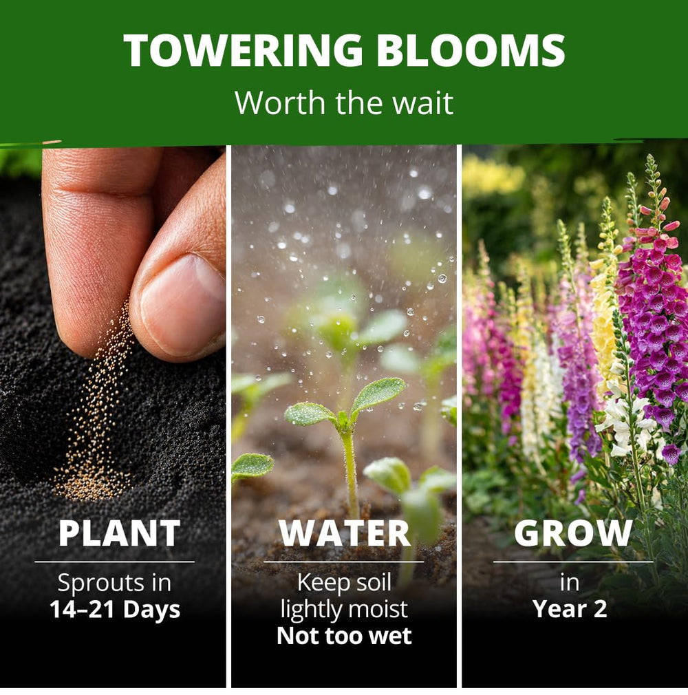 Vertical view of tall Excelsior Foxglove plants