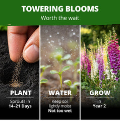 Vertical view of tall Excelsior Foxglove plants