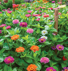 Vibrant Burpee Zinnia flowers blooming in a garden