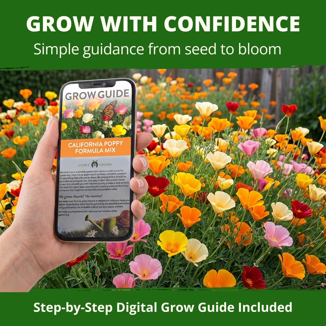 Vibrant California Poppy flowers in a boho garden setting