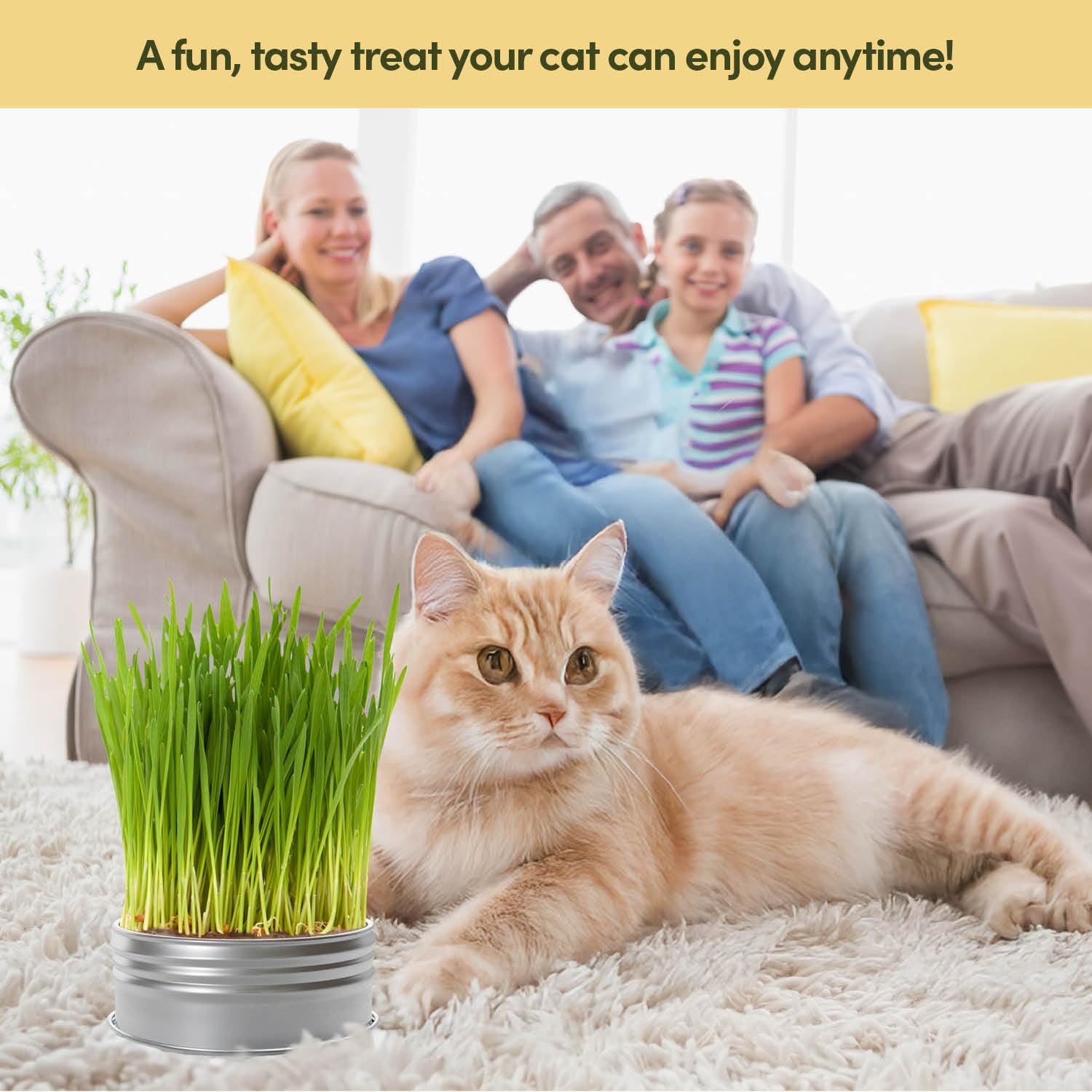 Vibrant cat grass growing in a stylish planter