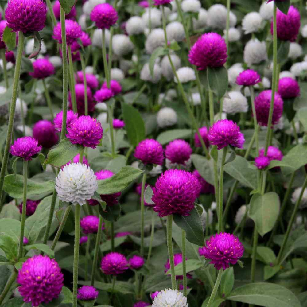Vibrant Gomphrena blooms in a sunny garden setting