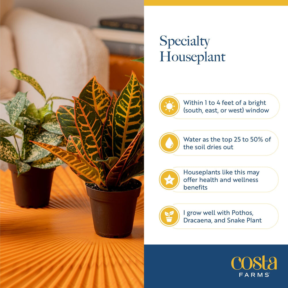Vibrant indoor plants displayed on a shelf