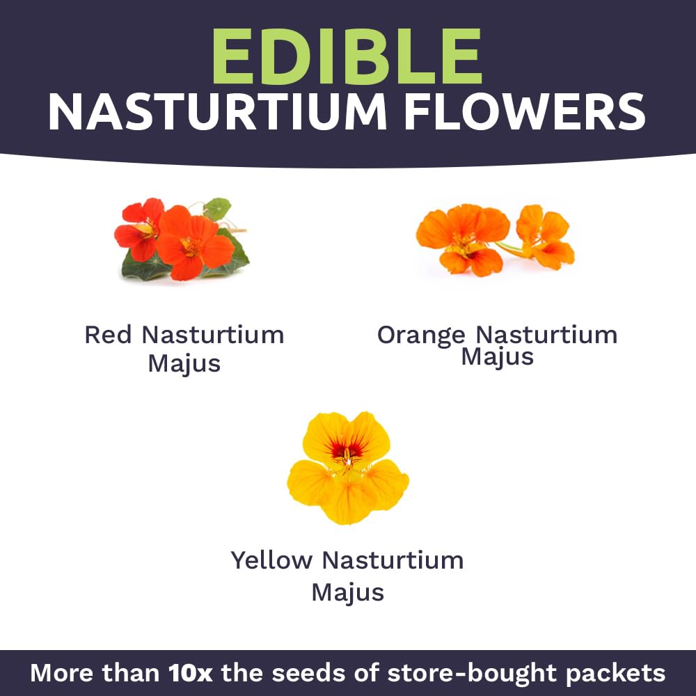 Vibrant nasturtium flowers growing in a garden