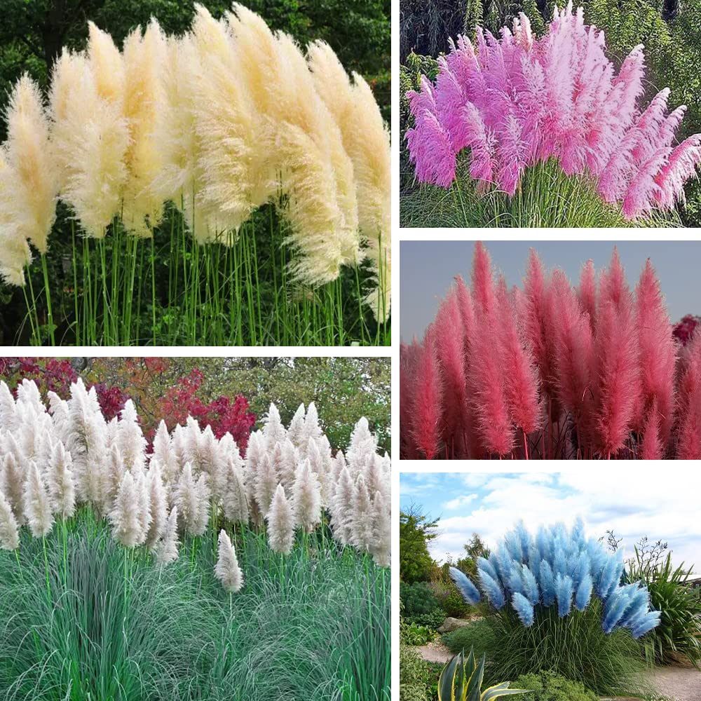 Vibrant Pampas Grass in garden setting