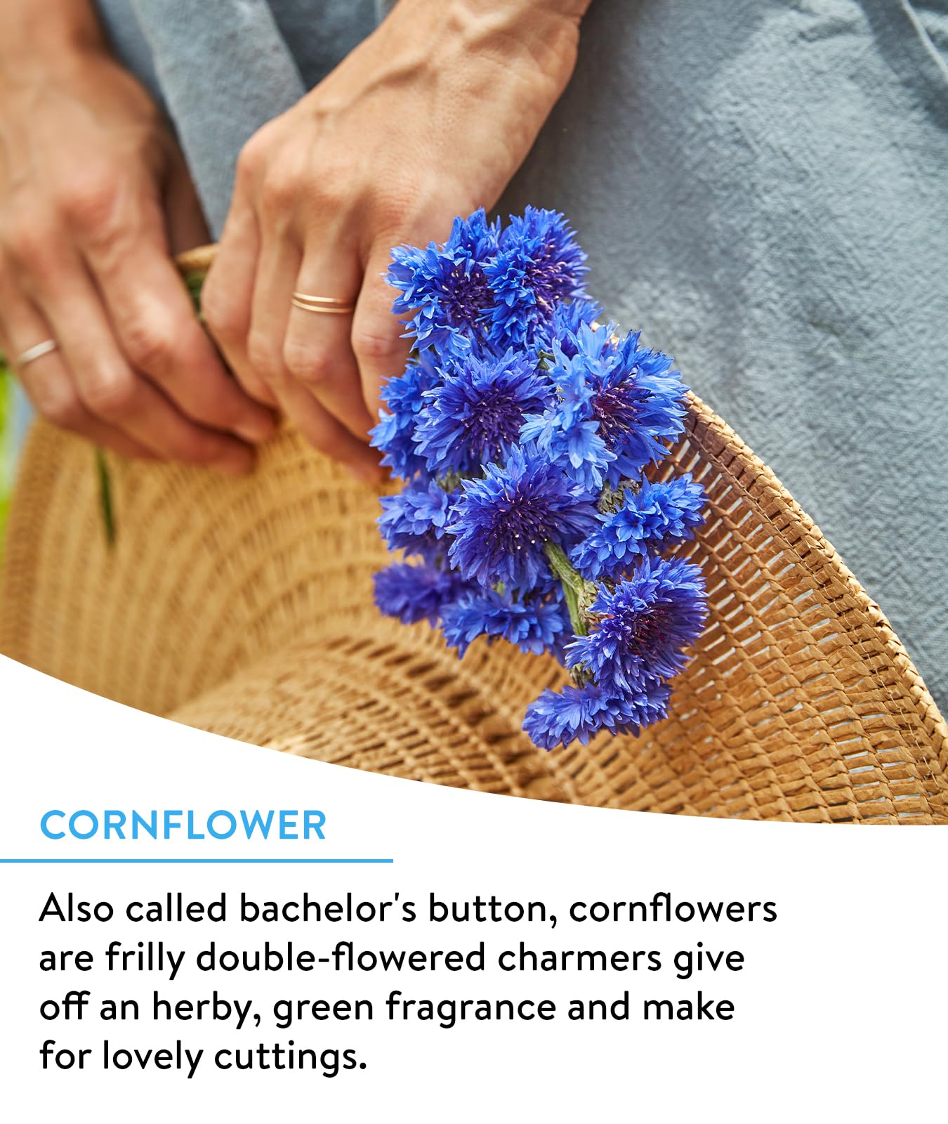 Vibrant wildflowers blooming in a garden with Burpee seeds