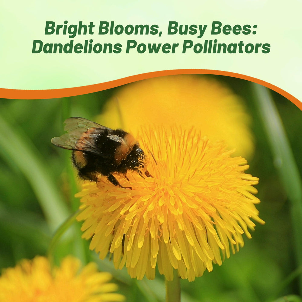 Vibrant yellow dandelion flowers attracting bees