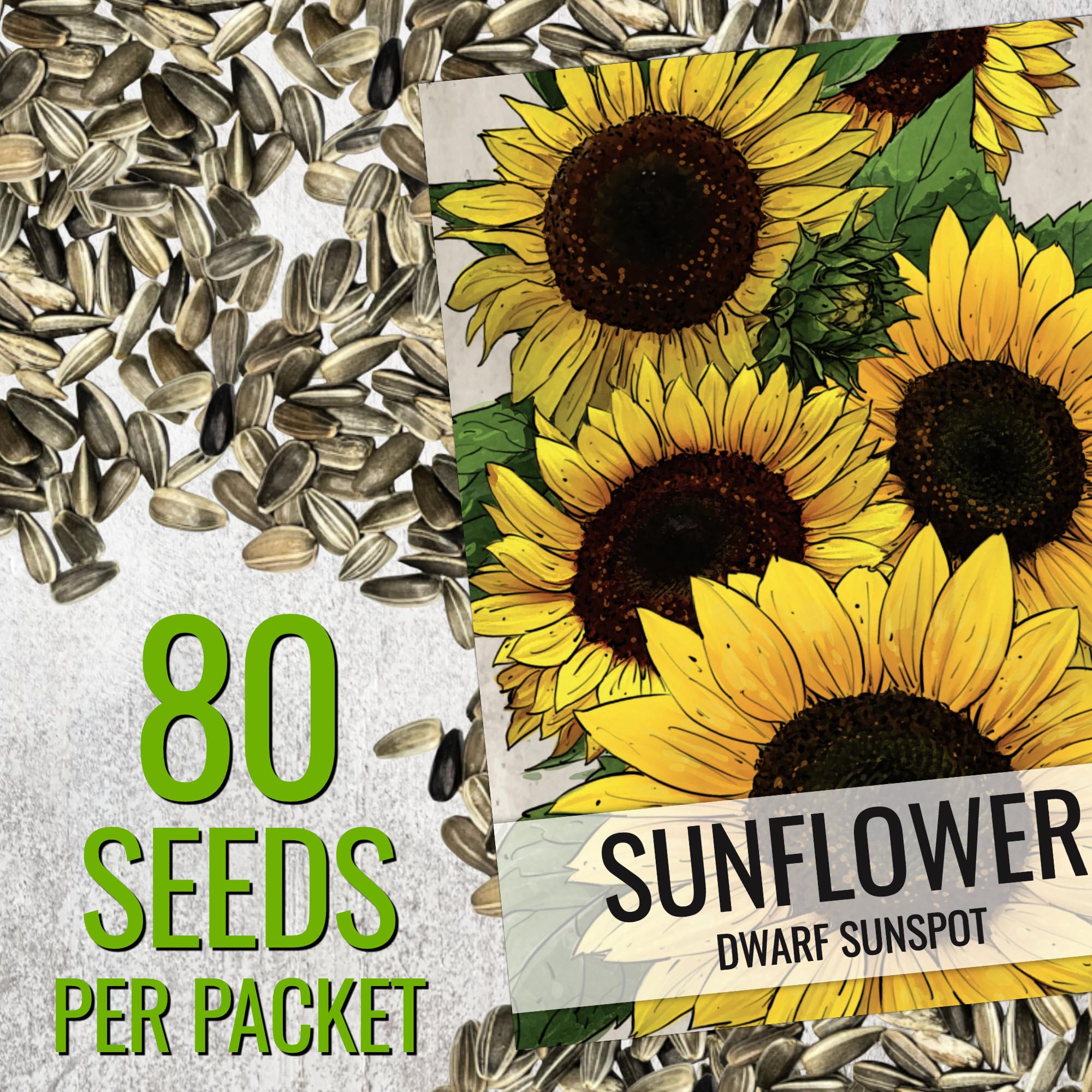 Vibrant yellow Dwarf Sunspot Sunflowers in bloom