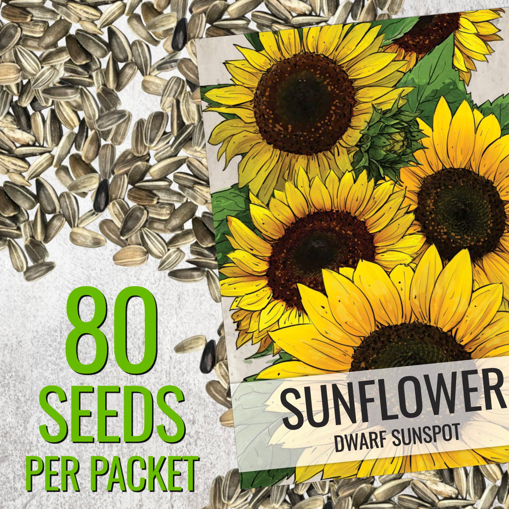 Vibrant yellow Dwarf Sunspot Sunflowers in bloom