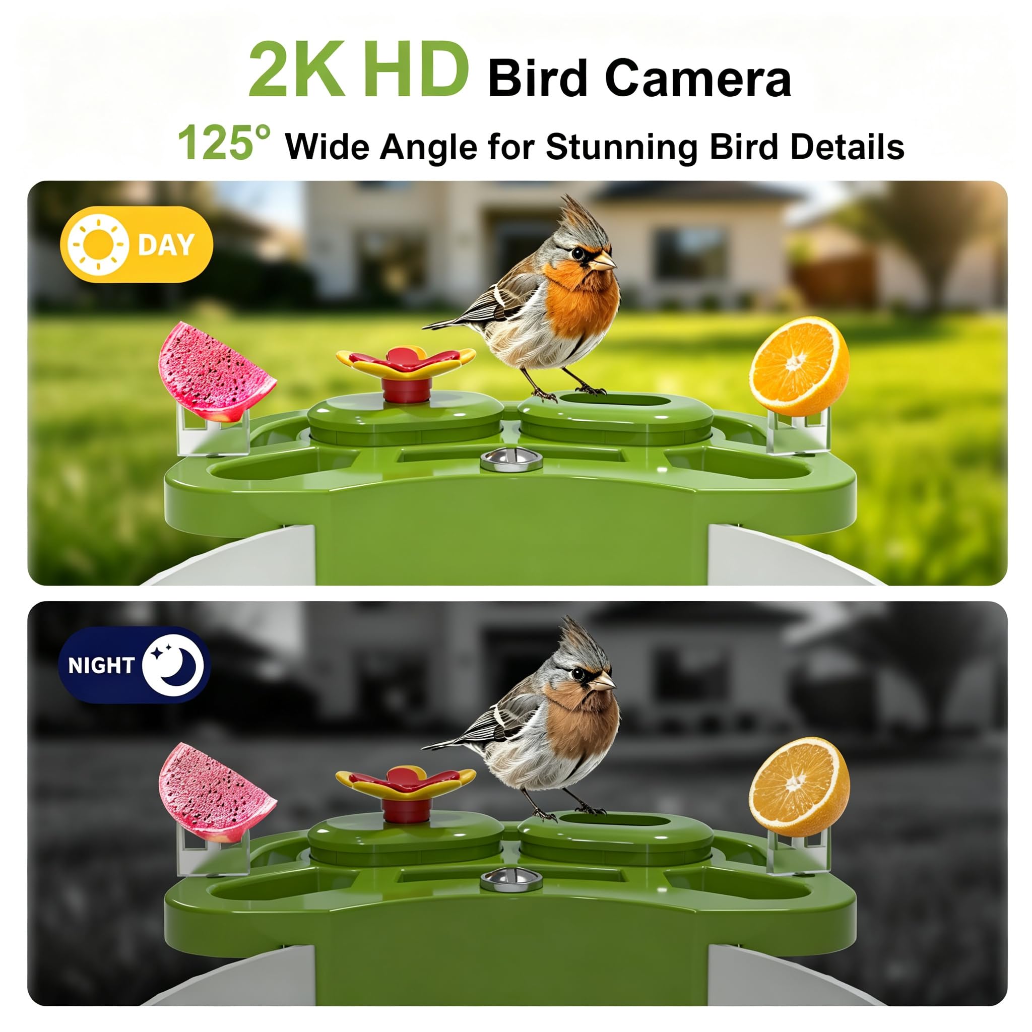 Video footage captured by NEEZUKAR bird feeder camera