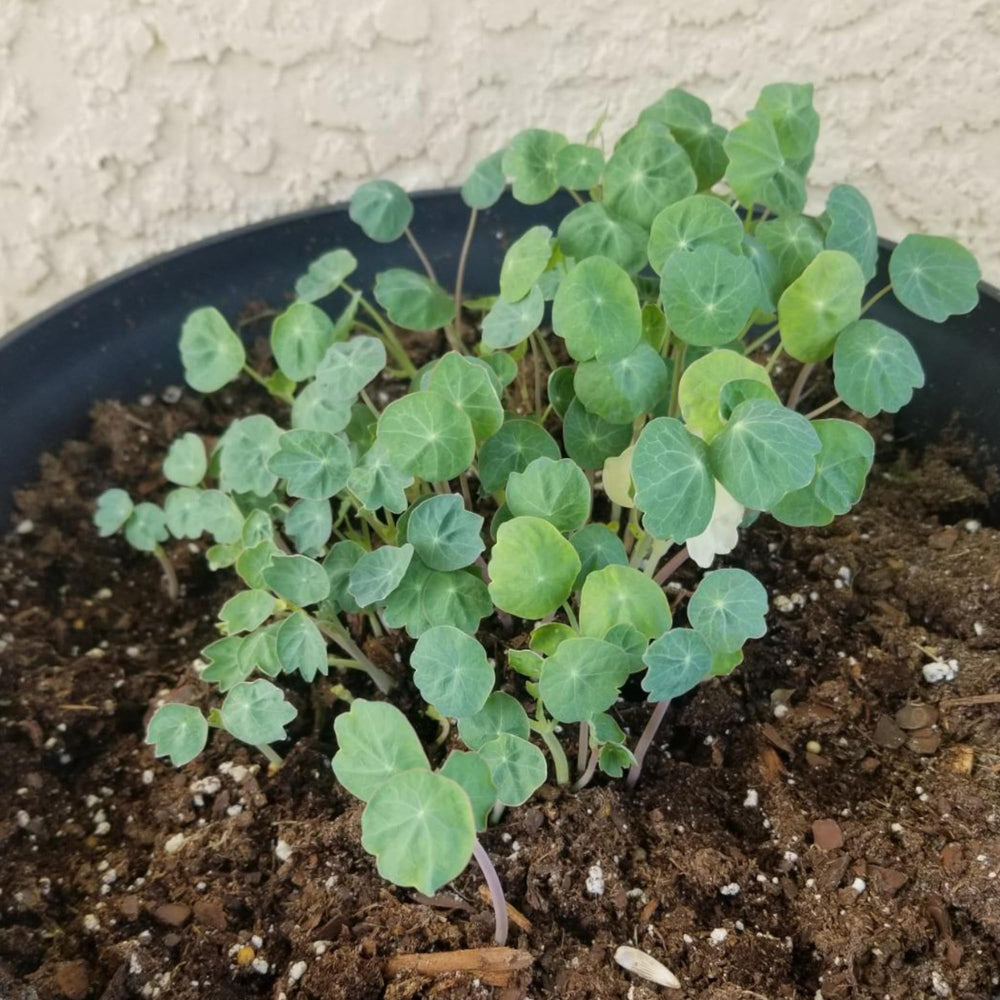 Vining Double Gleam Nasturtium plant growing on a trellis