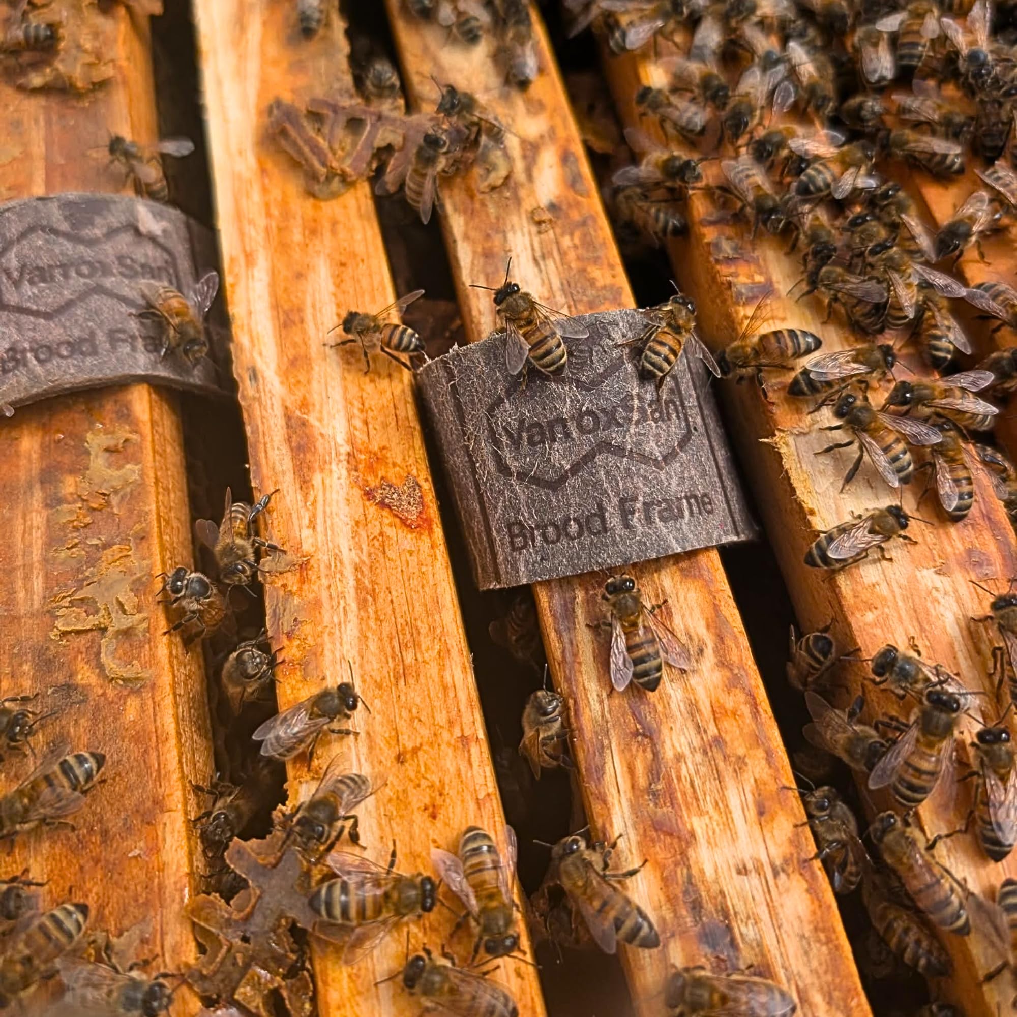 VITA BEEHEALTH Varroxsan Oxalic Acid Strips being hung in a beehive