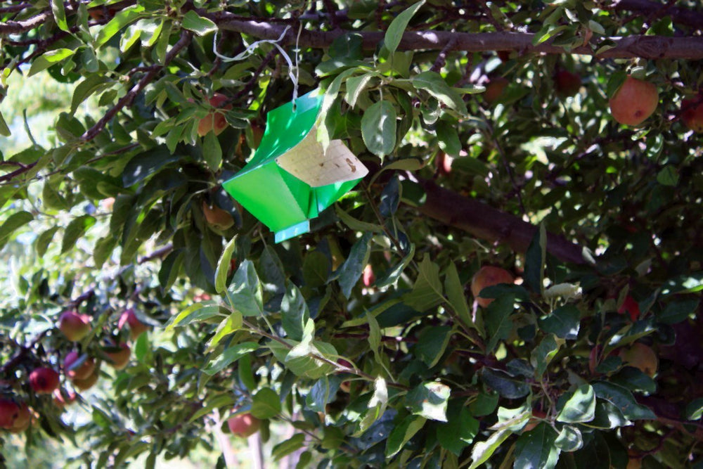 VivaGrow VT-106 Codling Moth Trap hanging with lure visible