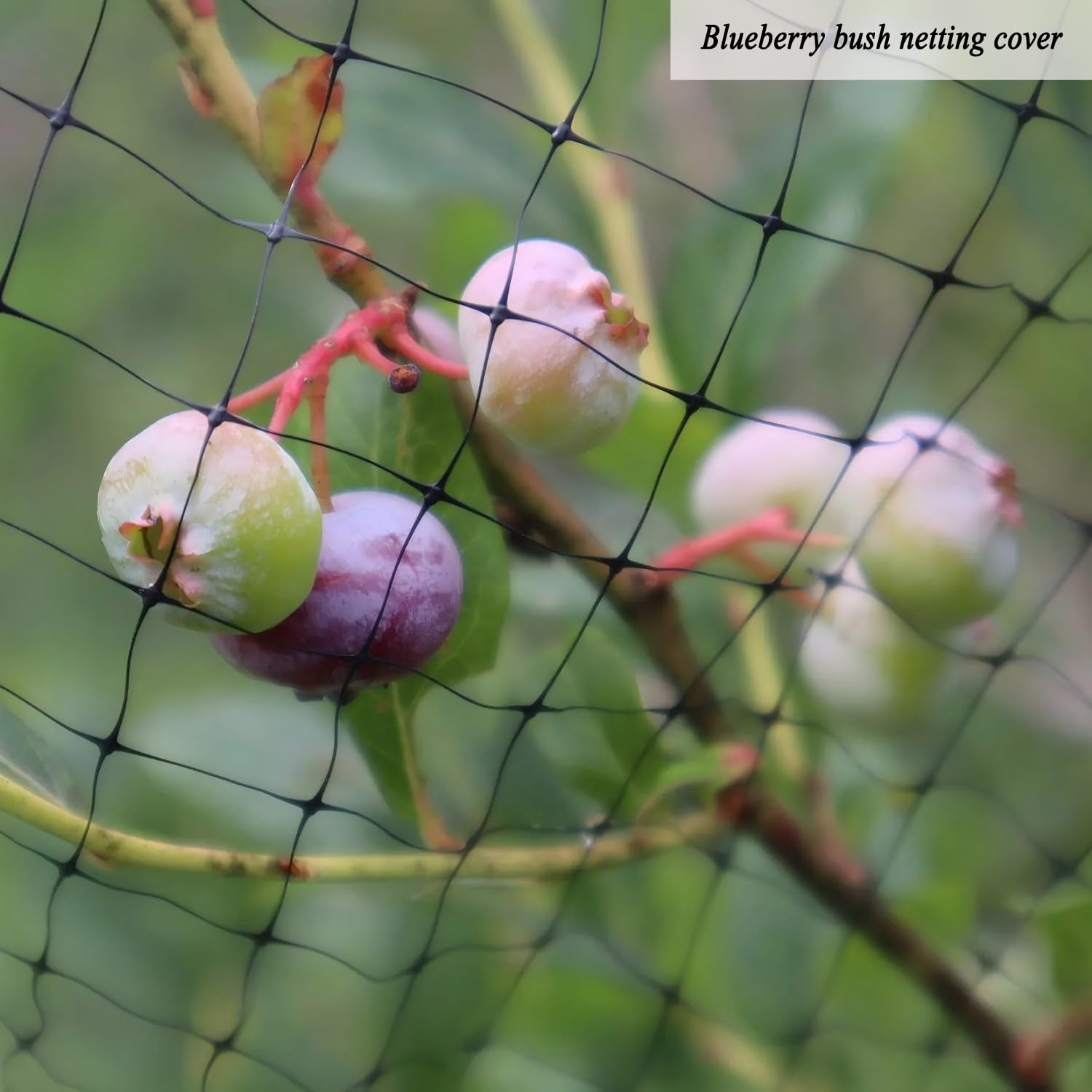 Vocray Bird Netting in use protecting shrubs