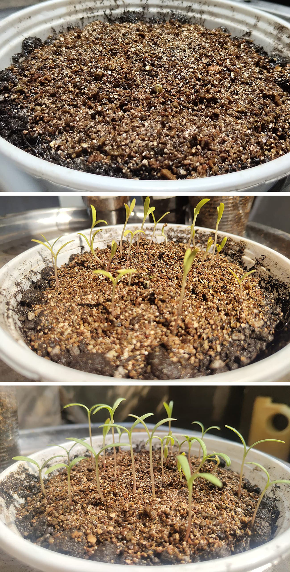Voulosimi Organic Vermiculite Granules in gardening setup
