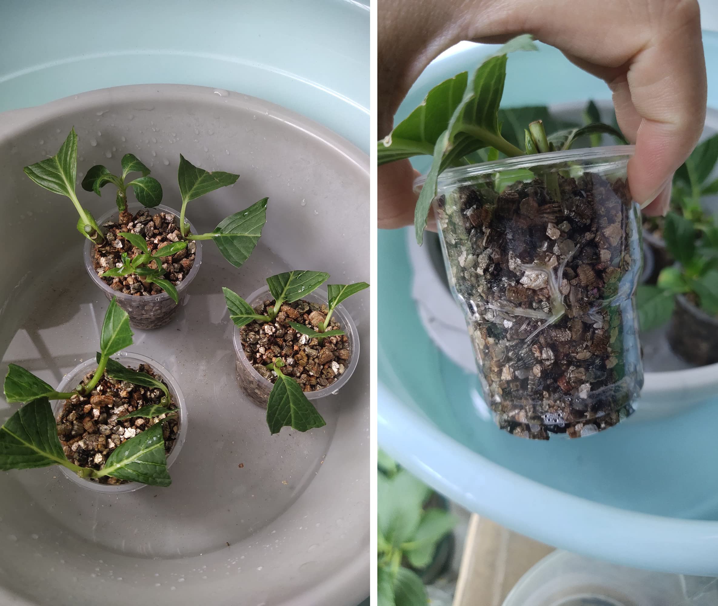 Voulosimi vermiculite granules with plants