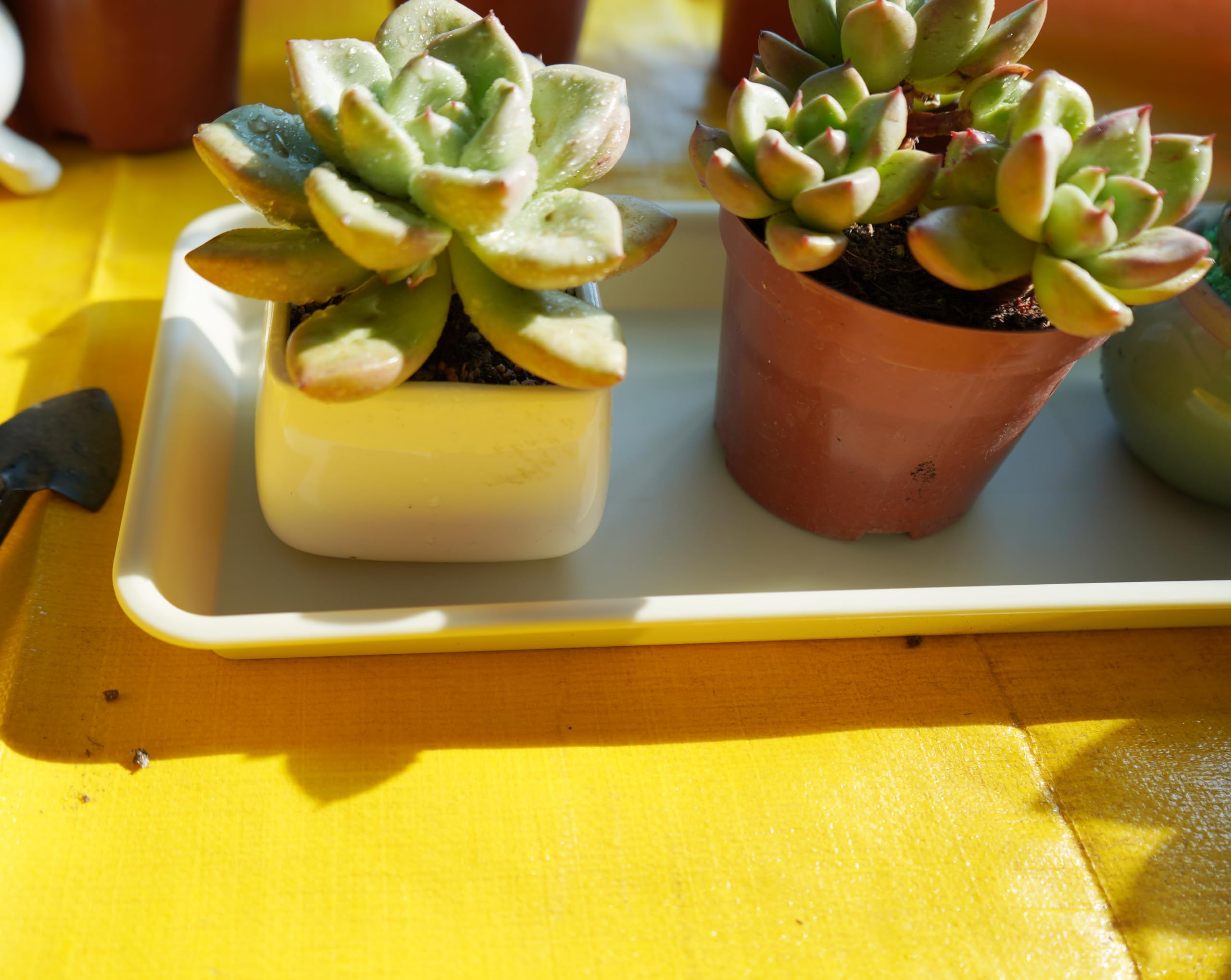 VUWEZ pack of 6 plant trays beige displayed