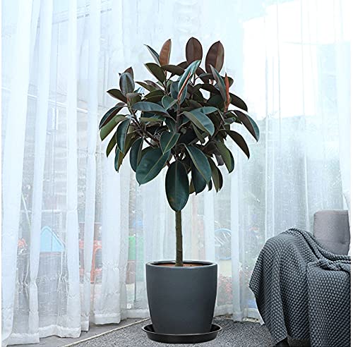 VUWEZ plant saucer with flower pot