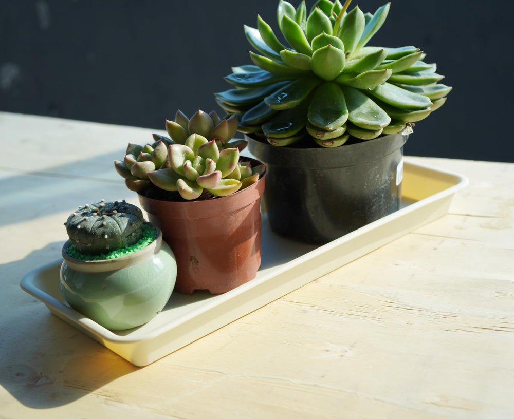 VUWEZ plant trays in use on a windowsill