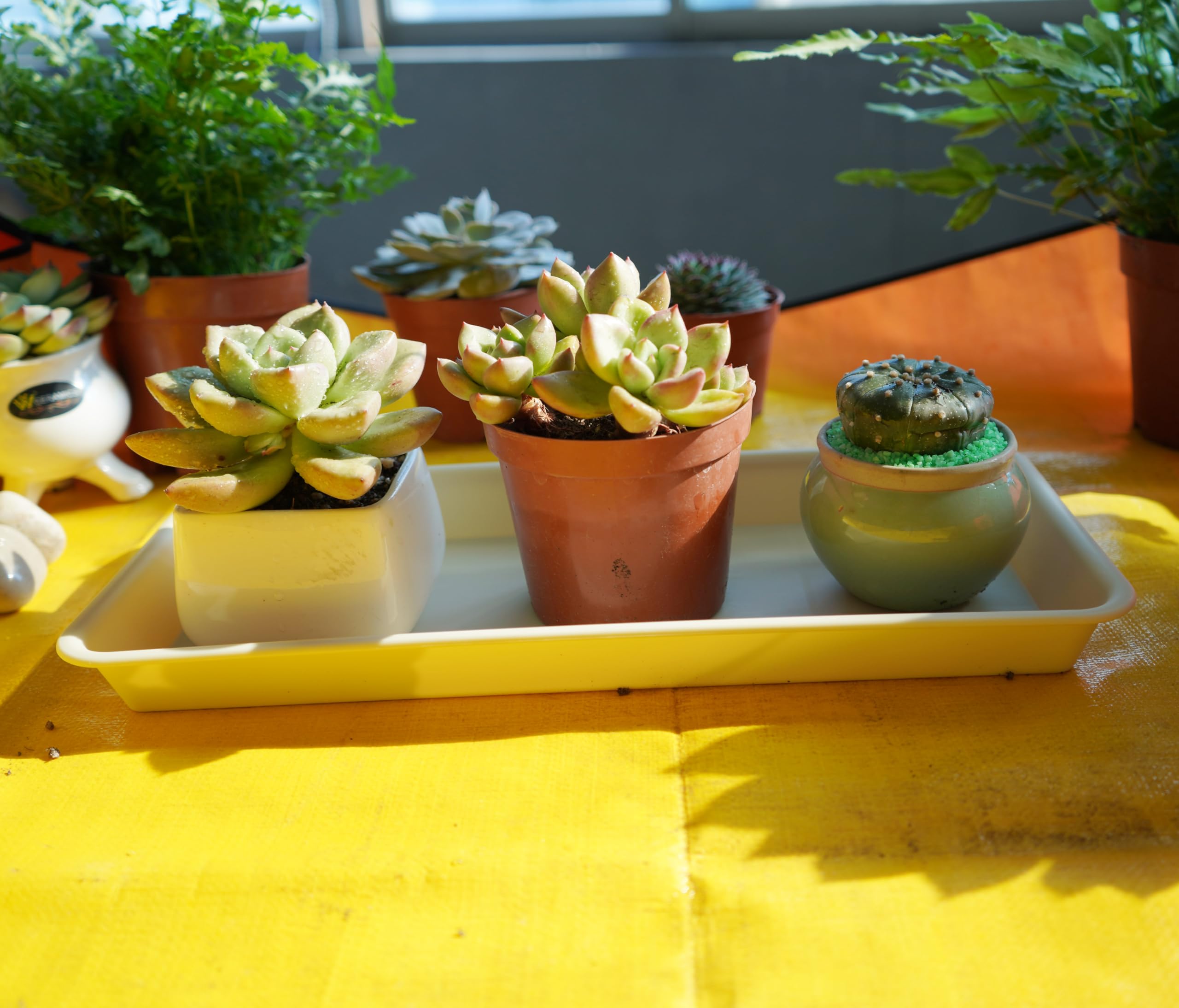 VUWEZ plant trays with flower pots on a table