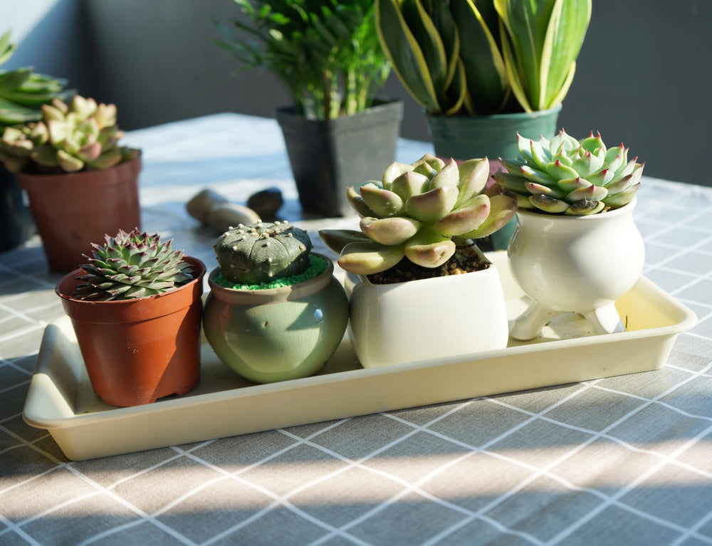 VUWEZ plastic plant trays side view showing thickness