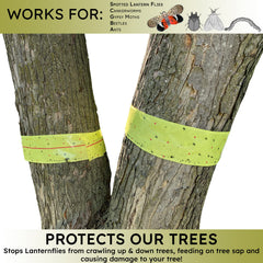 W4W Lantern Fly Tree Tape packaging with 4 rolls