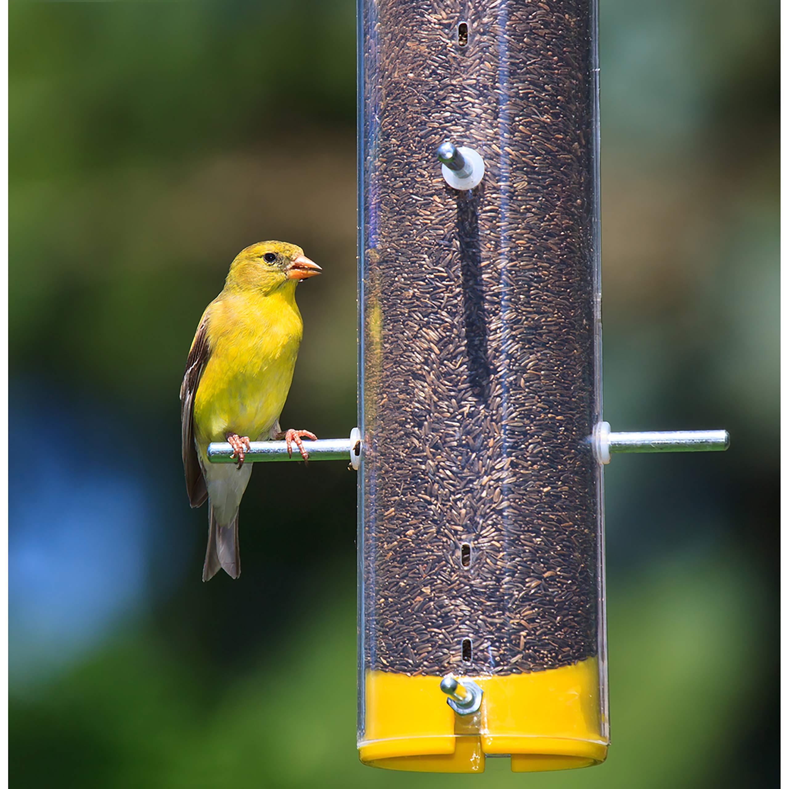 Wagner's Nyjer Seed on a table with birds nearby