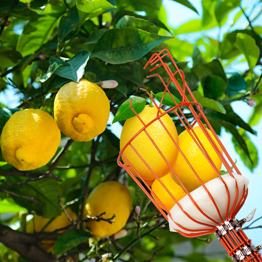Walensee 13FT fruit picker pole with fruits collected