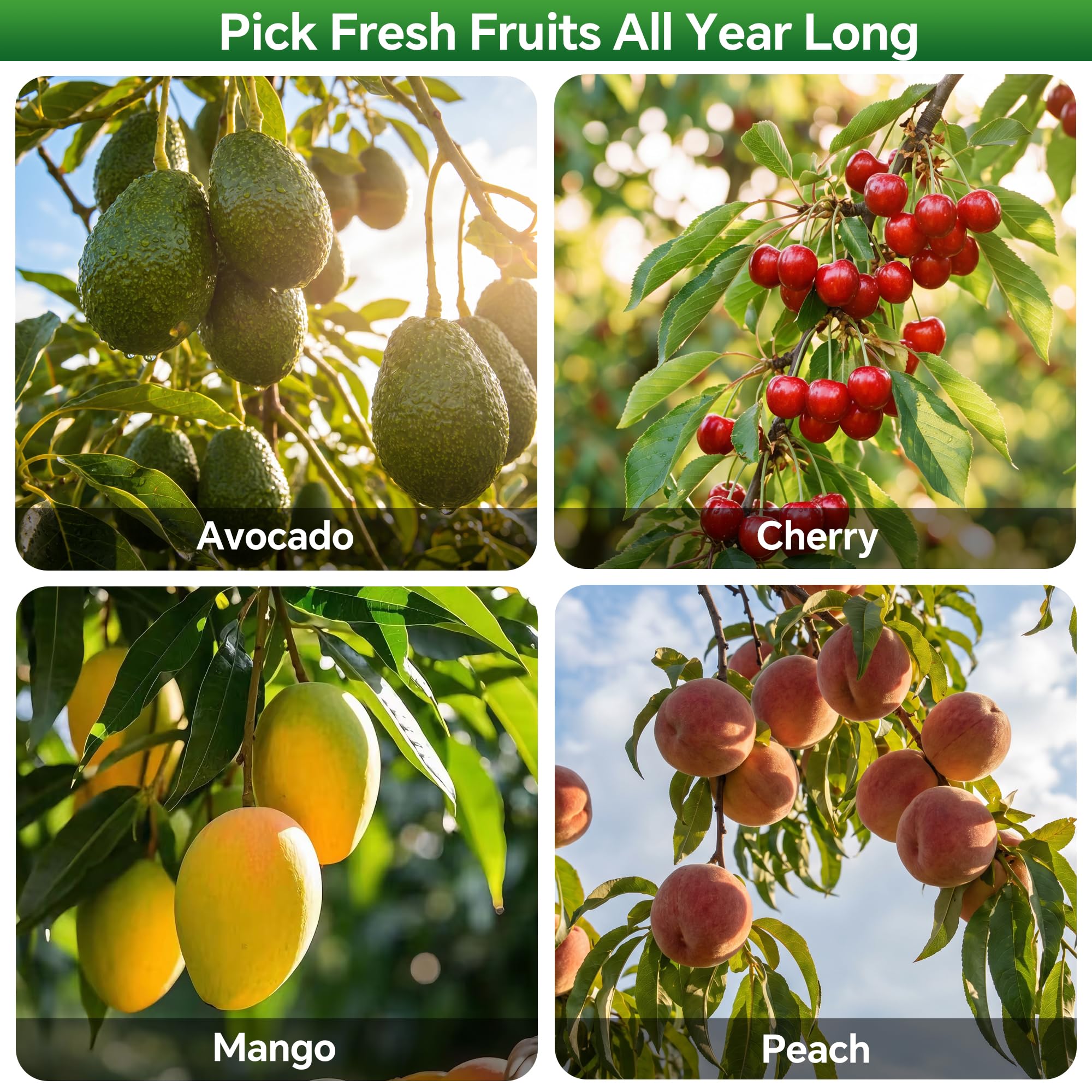 Walensee adjustable fruit picker pole side view