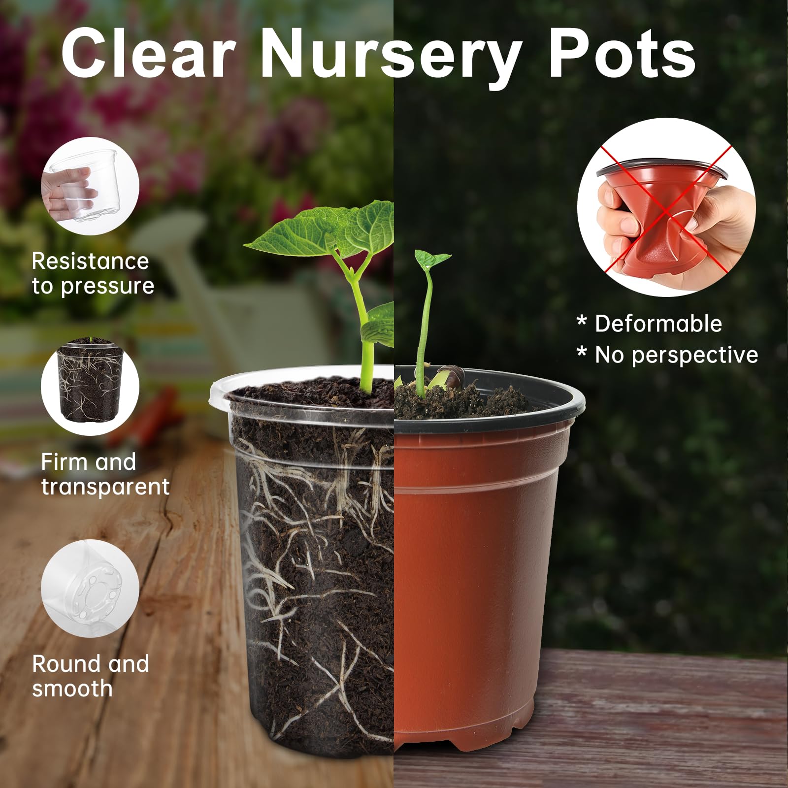 WandaQueen 5 inch clear nursery pot on a wooden table