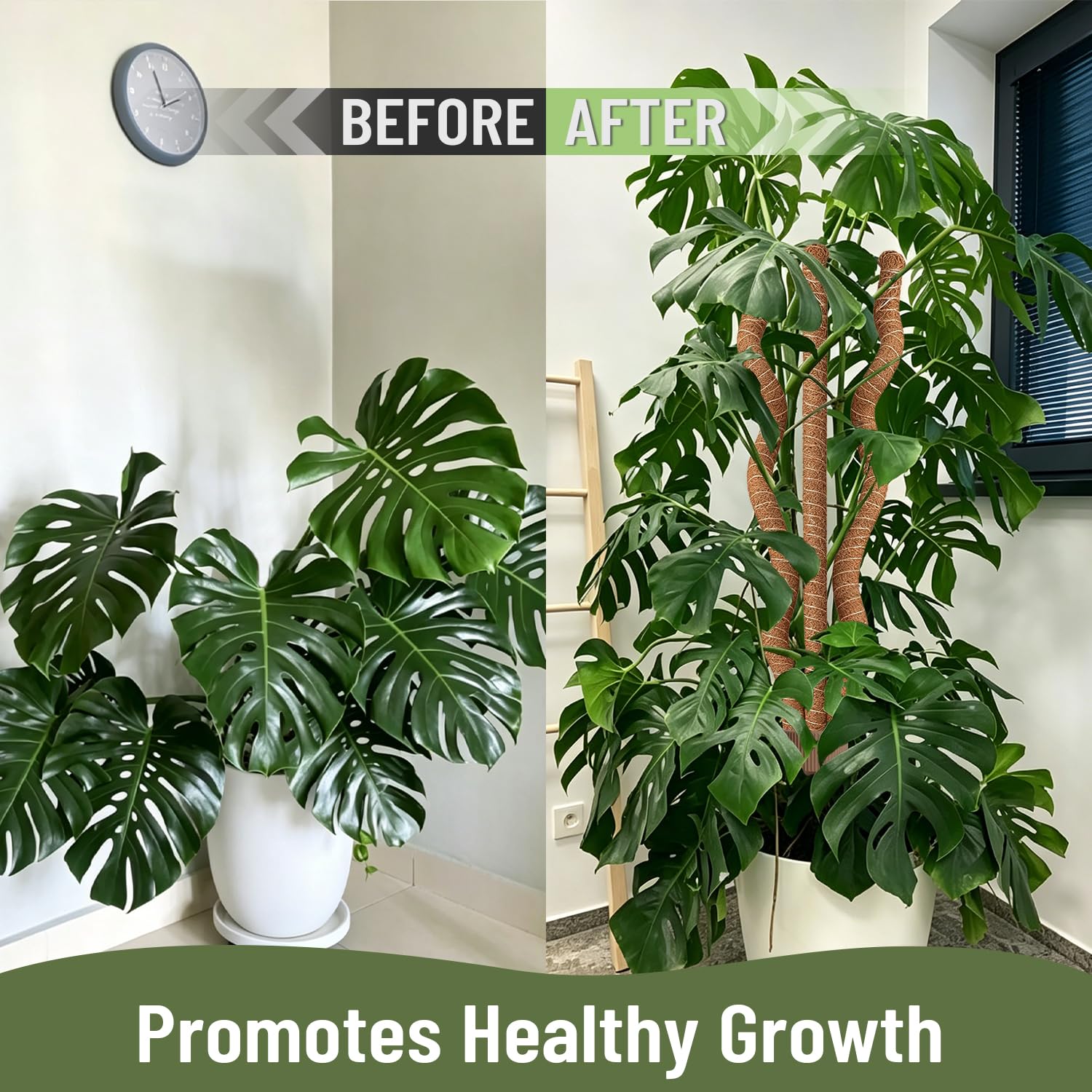 WANLINK moss pole inserted in pot with monstera plant