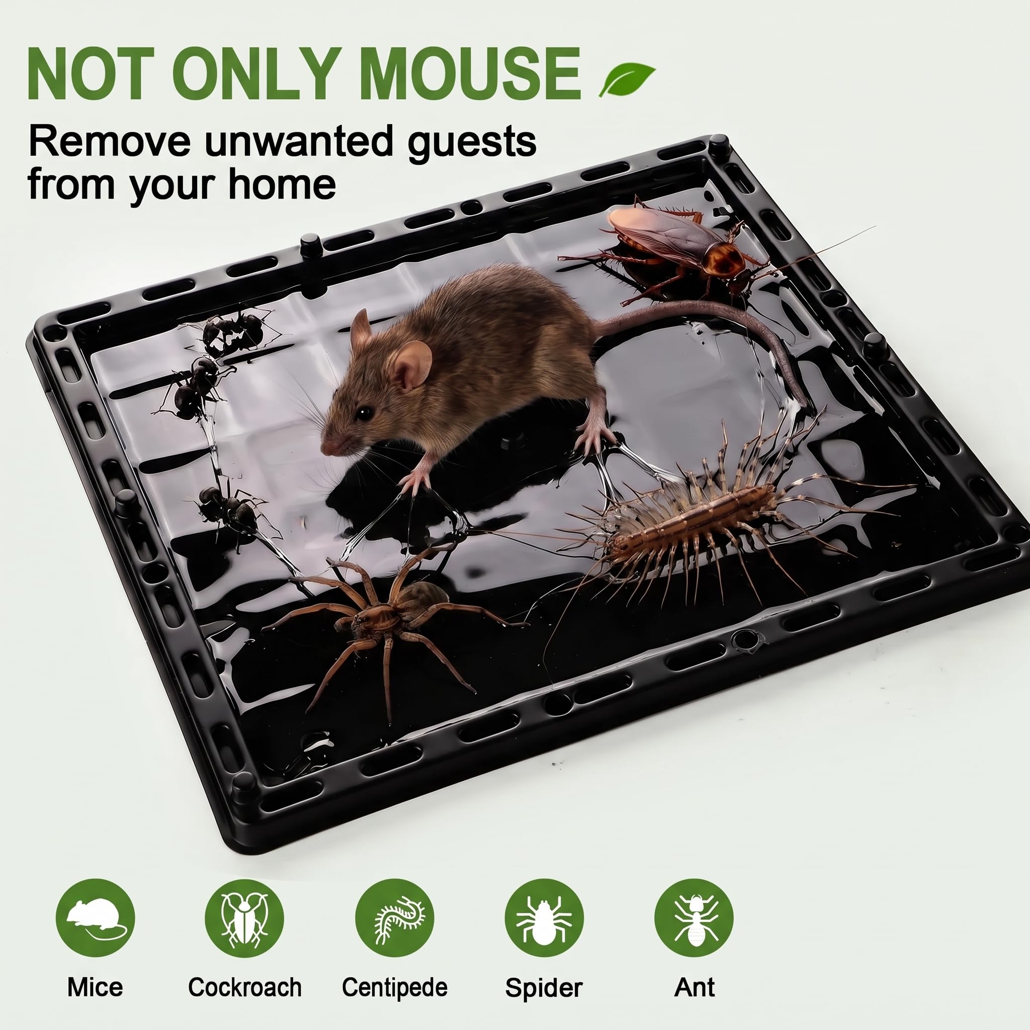 Wanqueen Glue Trap showing peanut taste pheromone