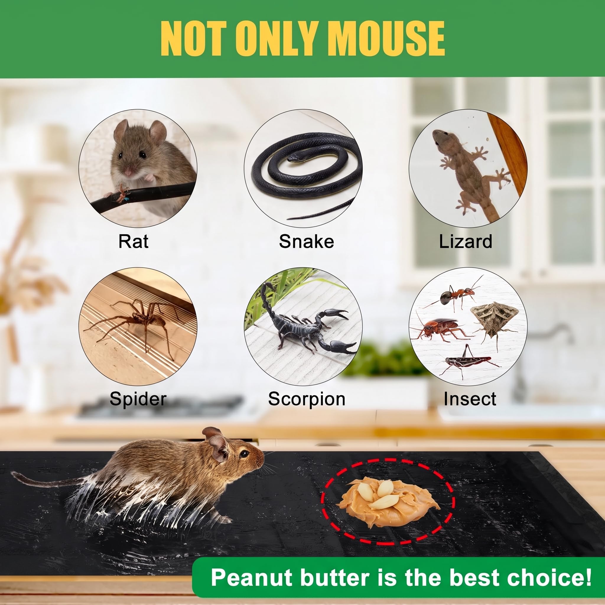 Wanqueen sticky mouse trap on floor near wall