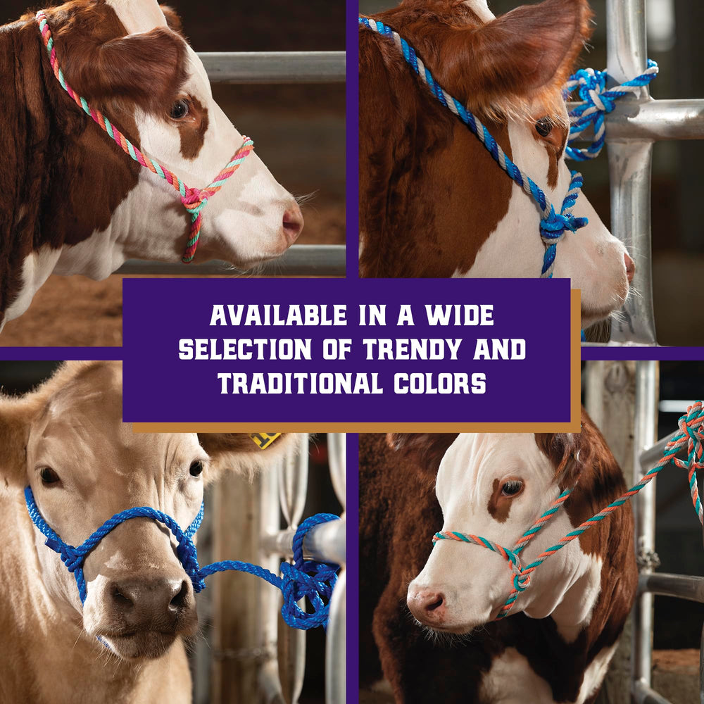 Weaver Livestock braided cattle halter in use with a calf