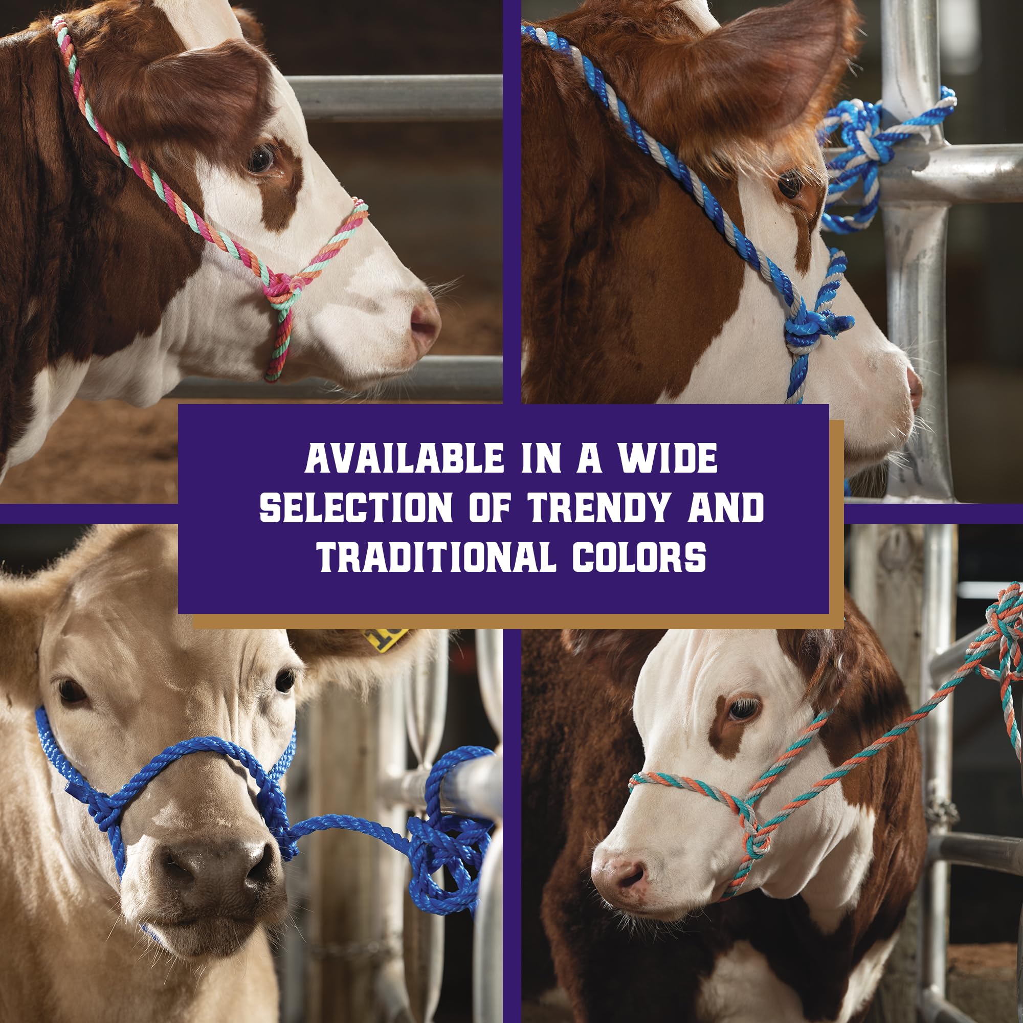 Weaver Livestock Rope Cattle Halter in use with a cow